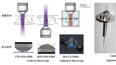 激光片层扫描显微镜（Lightsheet）样品制备