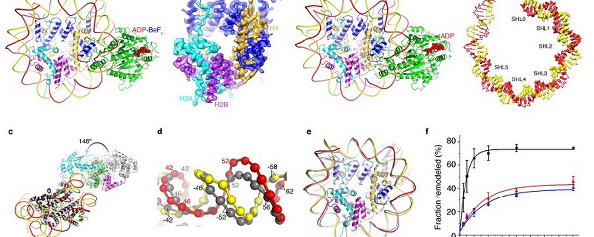 清华大学陈柱成、北京大学高宁合作在《自然结构与分子生物学》发表论文揭示ISWI蛋白催化染色质重塑的分子机理