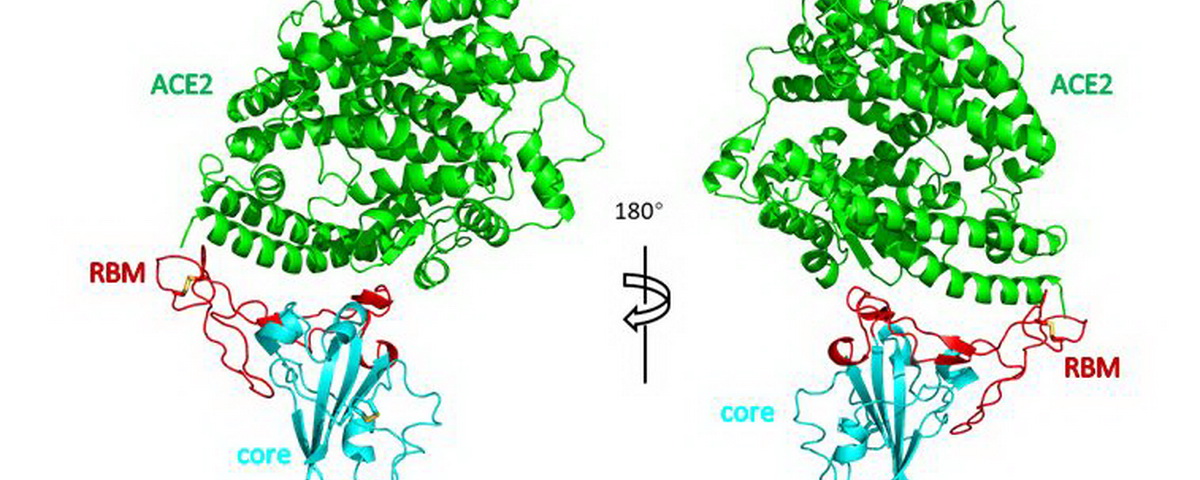 清华大学王新泉和张林琦课题组合作解析新冠病毒受体结合区RBD与受体蛋白ACE2复合物的晶体结构
