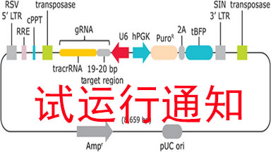清华大学生物医学测试中心基因文库平台CRISPR基因编辑文库试运行通知