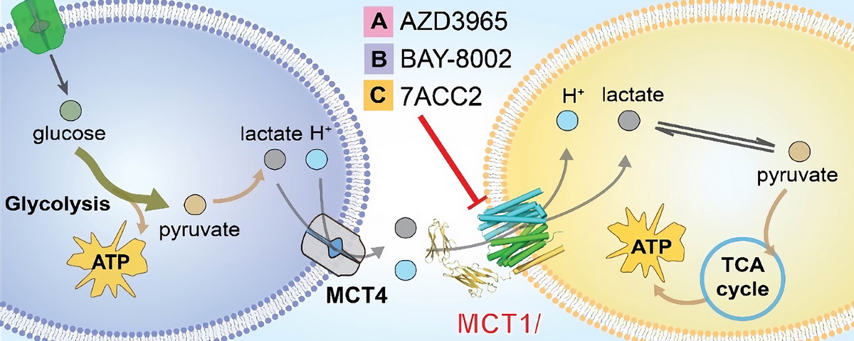 清华闫创业课题组合作揭示单羧酸转运复合物MCT1/Basigin-2的质子偶联转运机制和候选抗癌药物的抑制机理