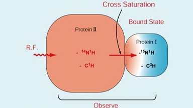 交叉饱和方法鉴定蛋白质相互作用界面