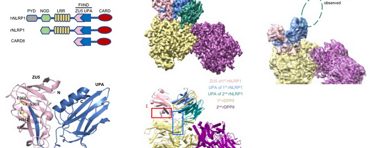 清华大学生命学院柴继杰课题组与合作者在《自然》发文首次揭示动物先天免疫受体NLRP1抑制的分子机制