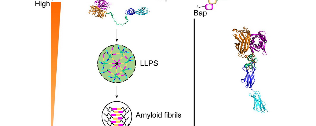 方显杨课题组揭示葡萄球菌Bap蛋白经由相变形成功能性淀粉样纤维及介导生物被膜形成的调控机制