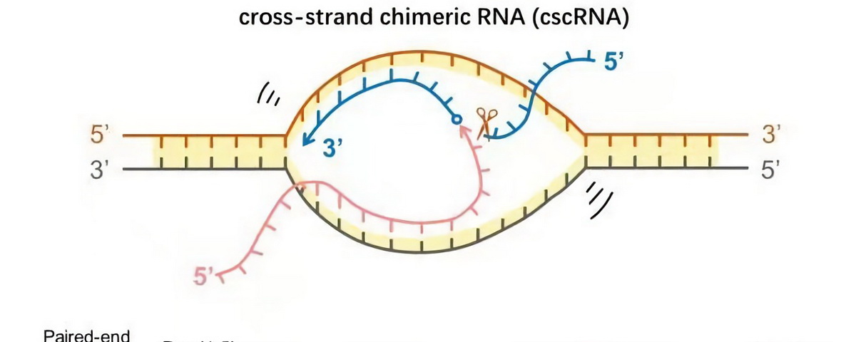 生命学院杨雪瑞课题组发现广泛存在的异链嵌合RNA：cscRNA
