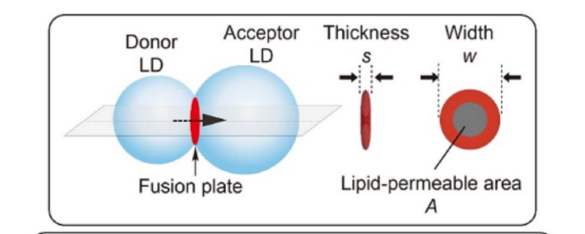 生命学院李蓬实验室揭示凝胶样二维相分离介导脂滴相互作用、脂滴融合以及脂稳态调控
