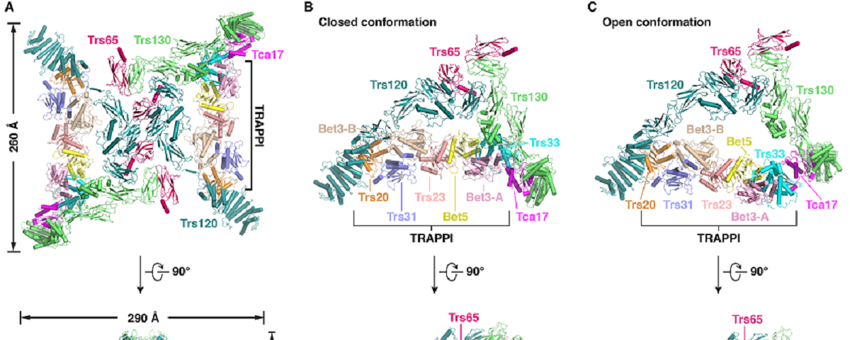清华大学生命科学学院隋森芳教授课题组发文报道酵母TRAPPII复合体特异激活GTP酶Ypt31/32的结构基础