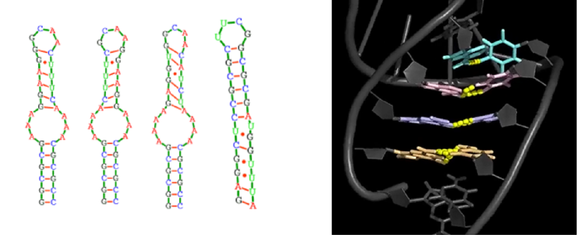生命学院薛毅课题组在理性设计RNA瞬态结构上取得进展
