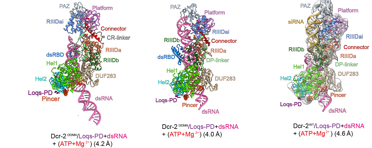 生命学院王宏伟课题组与复旦大学合作在《自然》发文报道果蝇Dicer2依赖ATP剪切双链RNA结构机制