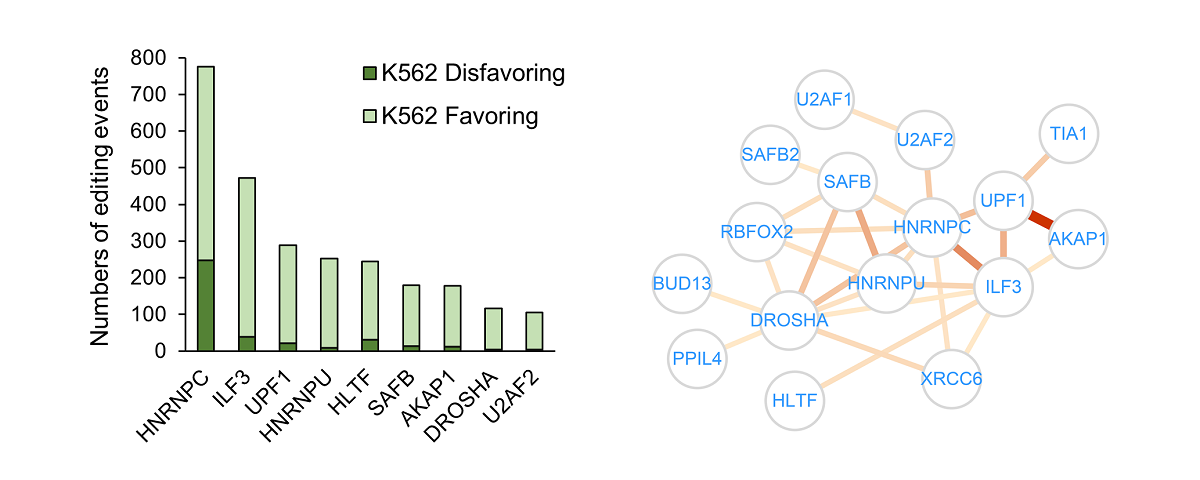 生命学院杨雪瑞课题组系统解析RBP-RNA编辑的结合偏好性与功能关联