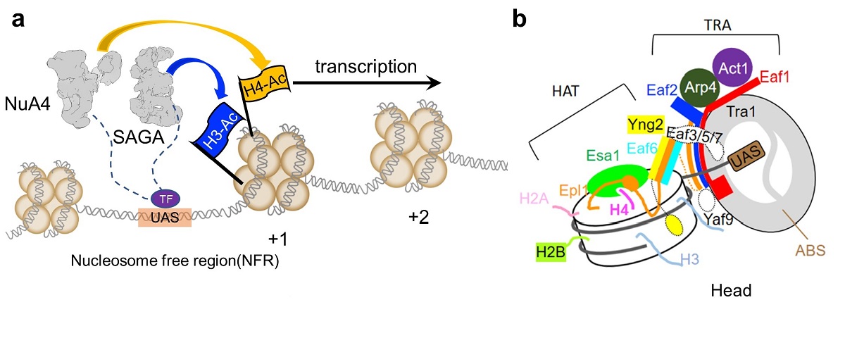 生命学院陈柱成与合作者揭示NuA4选择性乙酰化组蛋白H4的机理