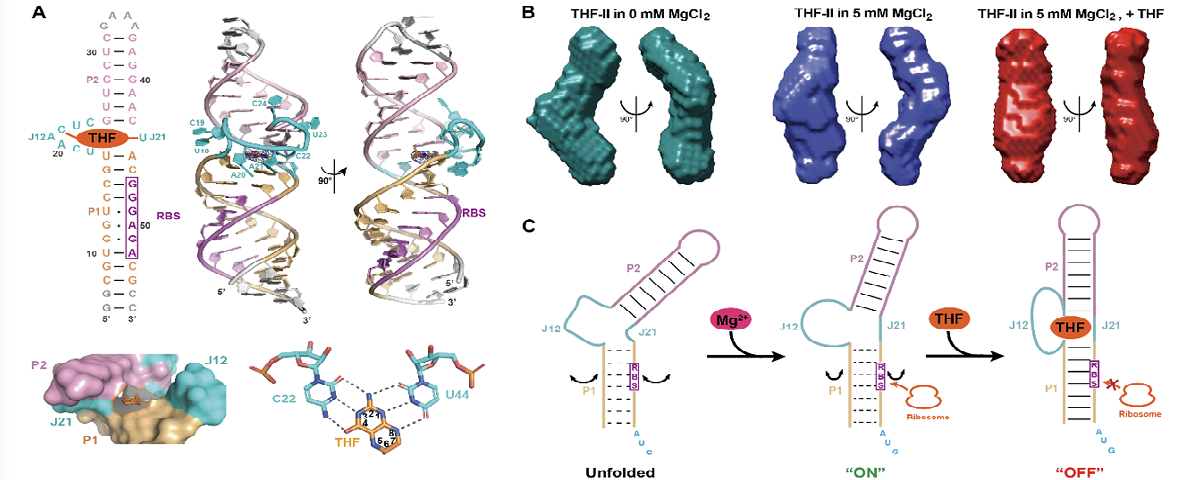 生命学院方显杨课题组揭示THF-II核糖开关识别配体和调控基因翻译的结构机制