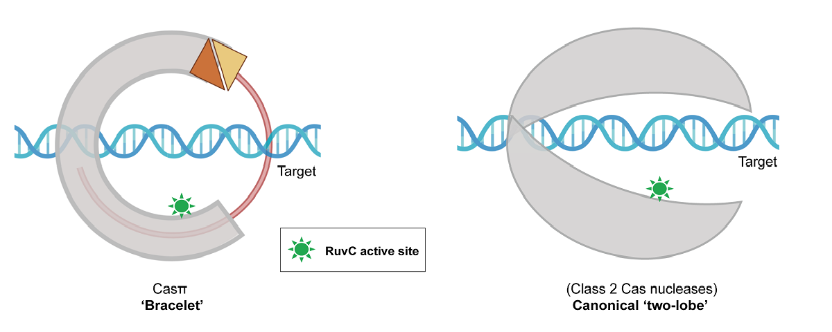 生命学院刘俊杰课题组开发新型Casπ基因编辑系统，并揭示其DNA识别切割机制