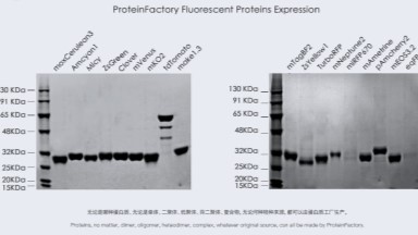 蛋白质制备与鉴定平台技术交流通知--无细胞蛋白质合成D2P技术