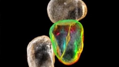 细胞生物学平台生物影像技术系列研讨会通知-- “晶格光片显微技术在生命科学的应用”