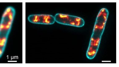 细胞生物学平台STED超高分辨激光共聚焦显微镜上机培训通知
