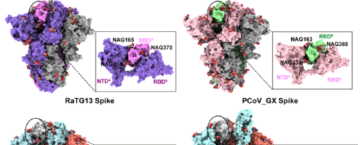 生命学院王新泉与医学院张林琦、微软亚洲研究院王童合作揭示刺突蛋白N370位点糖基化缺失在新冠病毒进化过程中的重要意义