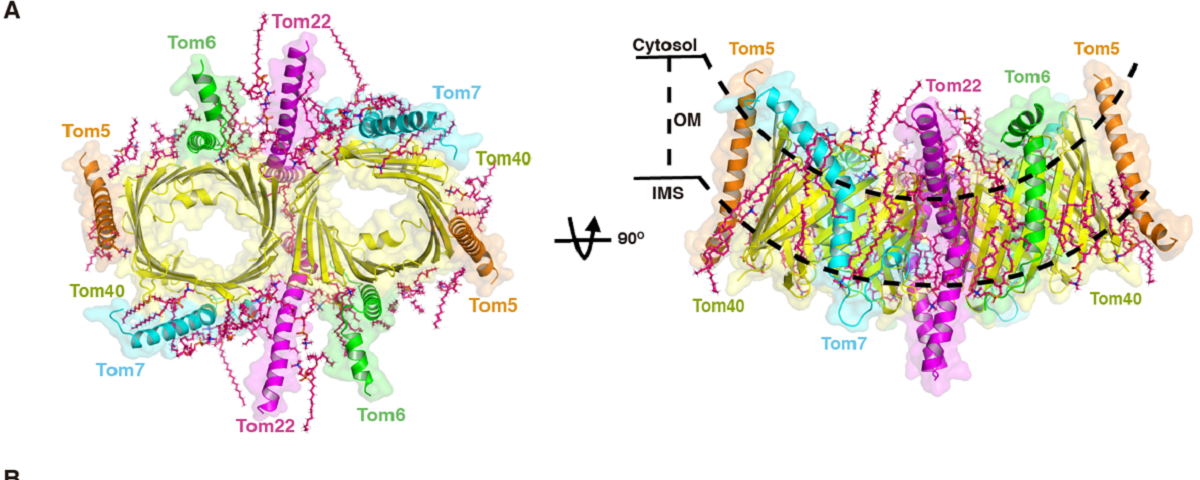生命学院隋森芳教授课题组发文报道Tom20和Tom22的胞质结构域作为线粒体TOM复合体受体的结构基础