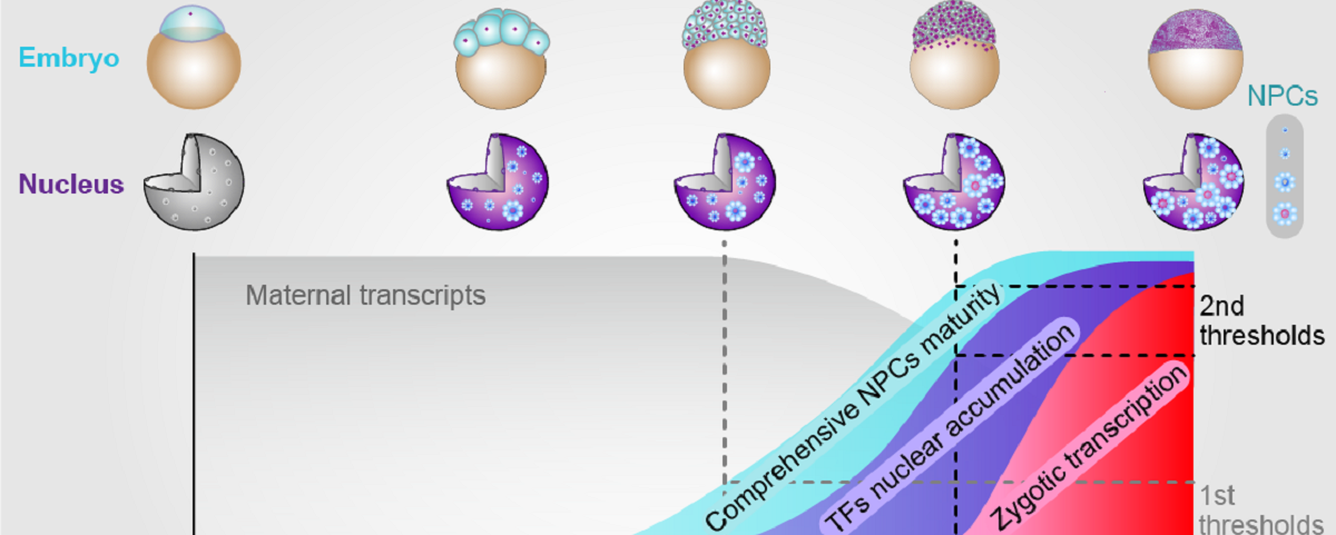生命学院孟安明课题组报道核孔复合体综合成熟度调控合子基因组激活的新机理