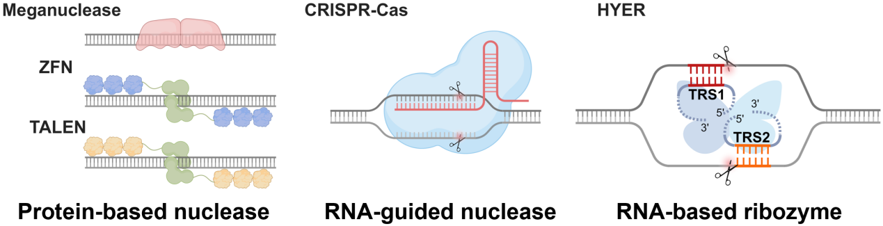 生命学院刘俊杰课题组开发基于RNA核酶的新型基因编辑工具
