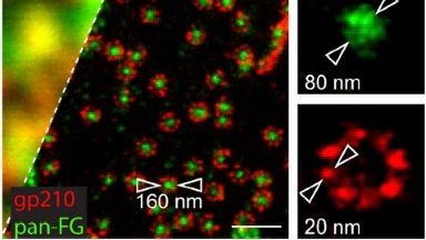 细胞生物学平台STED超高分辨激光共聚焦显微镜上机培训通知